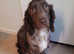 Cocke spaniels