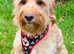 BEAUTIFUL F1 MINIATURE GOLDENDOODLE GIRL FOR SALE.