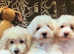 Minature Poodle Puppies
