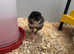 Various breeds of Chicks !! Ready now !