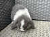 SOLD . Friendly Mini lop buck.