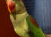 Stunning young alexandrine parrot