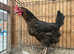 Point of lay hens for sale