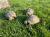 HERMANN'S ADULT  Tortoise FEMALE  last one Left
