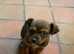 Yorkie russel