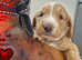 Superb Parti colours Mini Labradoodles DNA CLEAR