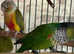Baby Conure Talking Parrot