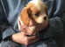 Extensively DNA tested Cavalier Puppies; 1 Blenheim girl now available :