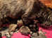 Pedigree kc cairn terrier puppy available