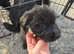 Giant Schnauzer cross