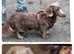 READY! KC REG PRA CLEAR LONG HAIR MINIATURE DACHSHUNDS