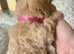 Beautiful loving Cavapoochon's