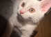 Female kitten pure white turkish van very frendly