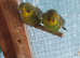2 baby green budgies