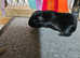 Female Guinea Pigs £30