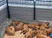 KC Registered Pedigree Fox Red Labrador Puppies
