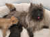Cairn Terrier Puppy