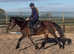 15h registered  section d mare