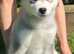 Alaskan Malamute puppies