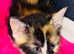 Beautiful  kittens for sale