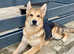 Saarloos Wolfdog 7 months