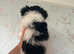 Yorkshire Biewer Terrier