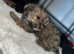 Yorkshire terrier puppys