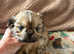 Shihtzu pups ready now