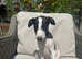 *Ready Now* Stunning Kc Reg Whippet Puppies £900