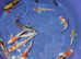 koi carp for sale High Grade