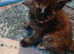 Half bengal kittens ready to leave now