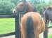 Gorgeous Bay hackney pony stallion 12.2 ANYONE INTERESTED BEFORE HES GELDED