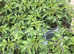 Healthy Tomato , peppers plants etc