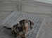 Female miniature dachshund