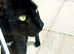 Female black cat