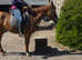 Gorgeous 16h Mare 6yrs old