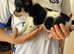 Miniature jack Russell pups for sale