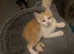 Three ragdoll cross kittens