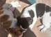 chihuahuas x jack russell puppies