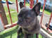 10 month old blue french bulldog