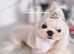 Tiny Exquisite Korean Maltese