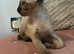 Tonkinese 1st Gen Female Kittens