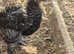 Silkie x Pekin 9 week old hen