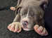 Beautiful cane corsos boy Puppy for sale in Cardiff Ely