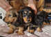 **READY ** KC REG LONG HAIR MINIATURE DACHSHUNDS