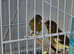 Canaries forsale