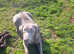 Silver KC registered Labrador (pending)
