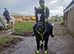 14.3 mare in hull