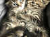 Stunning Bengal x Siberian kittens ready now for loving new homes
