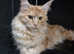 Maine coon kittens